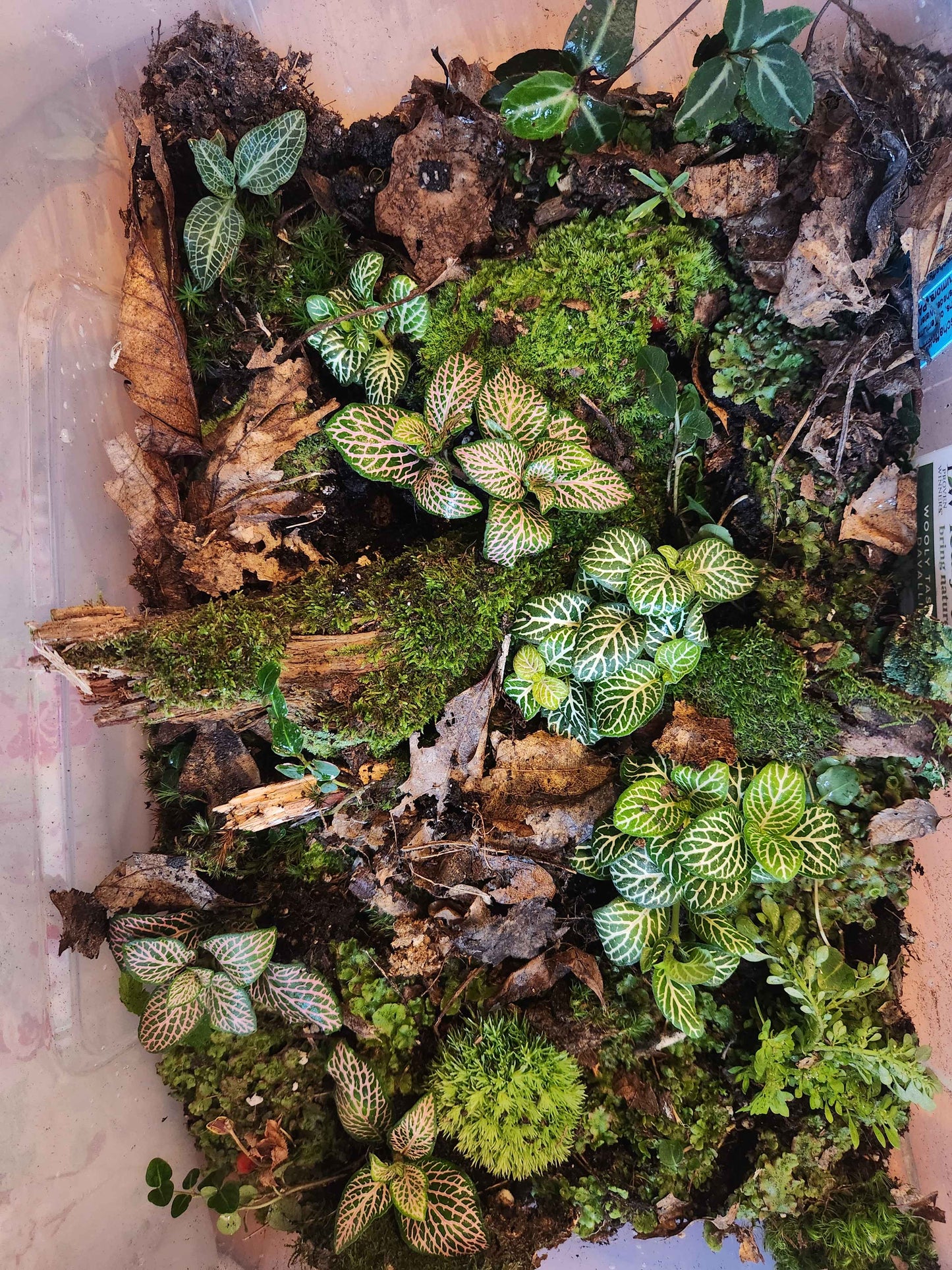 Cemeterrarium Workshop!! (10/11)